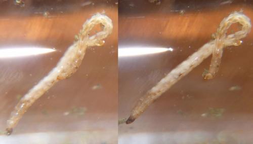 Réf. 247 259 : Dasyhelea sp.